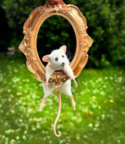 You’ve Been Framed You’ve Been Framed