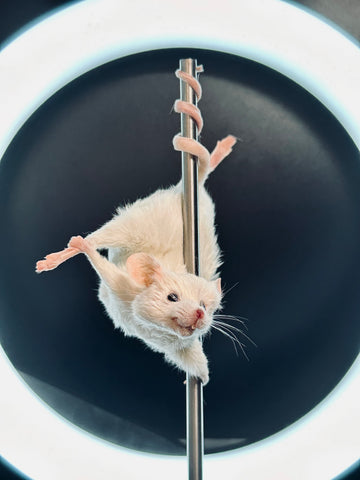 Stripper Mouse - Jezabel Stripper Mouse - Jezabel