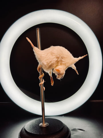 Stripper Mouse - Crystal Stripper Mouse - Crystal