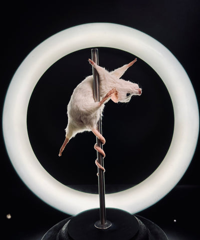 Stripper Mouse - Tallulah Stripper Mouse - Tallulah