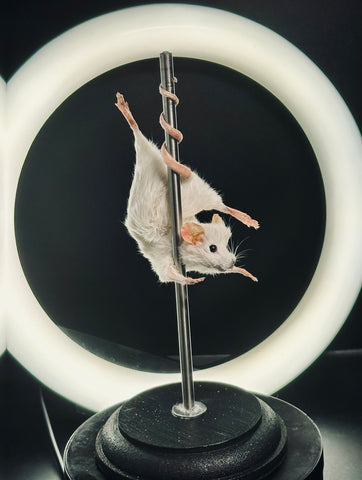 Stripper Mouse - Tiffany Stripper Mouse - Tiffany