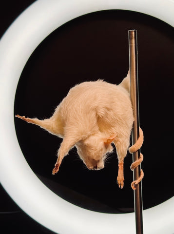 Stripper Mouse - Crystal Stripper Mouse - Crystal