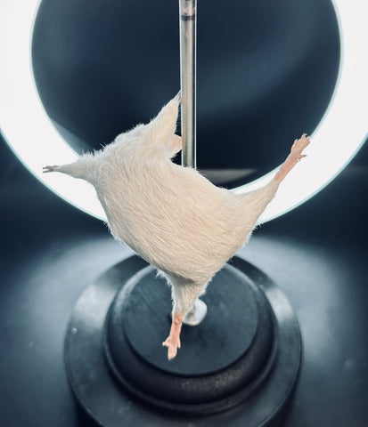 Stripper Mouse - Angel Stripper Mouse - Angel