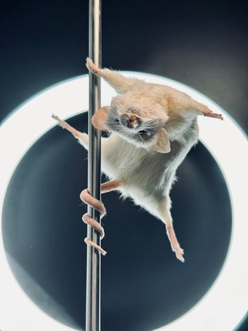 Stripper Mouse - Angel Stripper Mouse - Angel