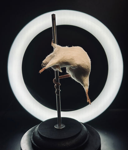 Stripper Mouse - Angel Stripper Mouse - Angel