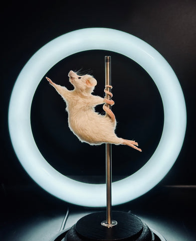 Stripper Mouse - Roxy Stripper Mouse - Roxy