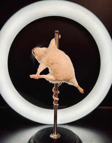 Stripper Mouse - Bonbon Stripper Mouse - Bonbon