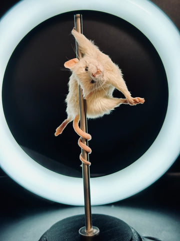 Stripper Mouse - Bonbon Stripper Mouse - Bonbon