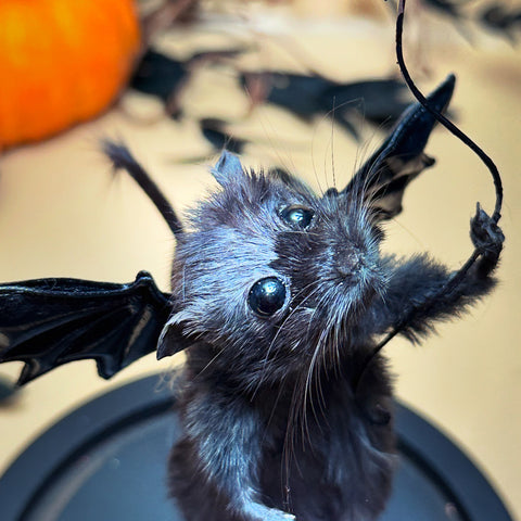 Fly Away Bat Fly Away Bat