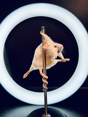Stripper Mouse - Bonbon Stripper Mouse - Bonbon