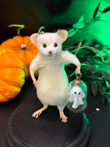 Pet Ghost Pet Ghost