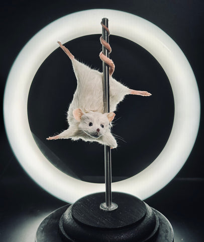 Stripper Mouse - Candy Stripper Mouse - Candy