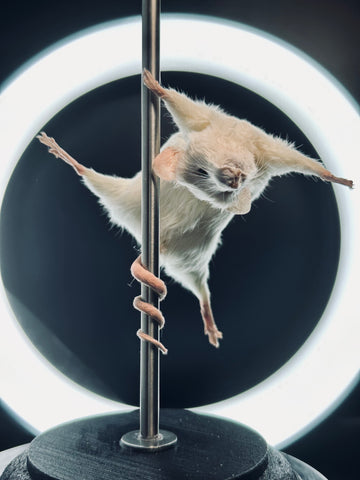 Stripper Mouse - Angel Stripper Mouse - Angel