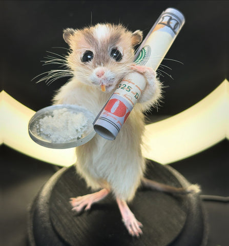 Gerbil Behaving Badly Gerbil Behaving Badly