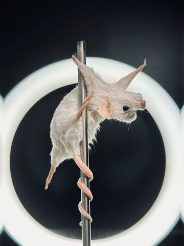 Stripper Mouse - Tallulah Stripper Mouse - Tallulah