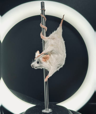Stripper Mouse - Tiffany Stripper Mouse - Tiffany