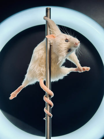 Stripper Mouse - Bonbon Stripper Mouse - Bonbon