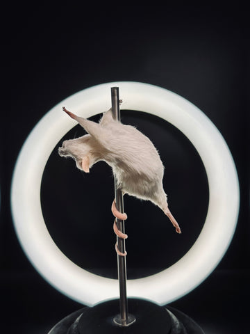 Stripper Mouse - Tallulah Stripper Mouse - Tallulah
