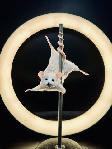 Stripper Mouse - Candy Stripper Mouse - Candy