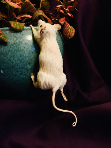 Climbing Mouse Climbing Mouse
