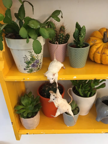 Hold on tight Mice Hold on tight Mice
