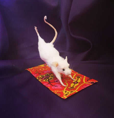 Yoga Mouse - Three Legged Dog Yoga Mouse - Three Legged Dog
