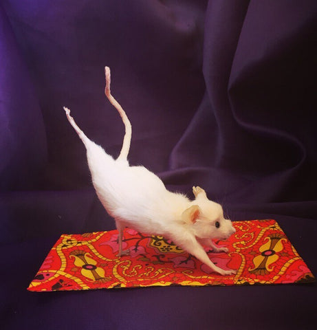 Yoga Mouse - Three Legged Dog Yoga Mouse - Three Legged Dog
