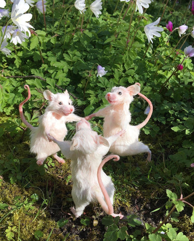 Dancing Mice Dancing Mice