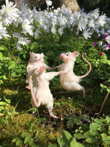 Dancing Mice Dancing Mice