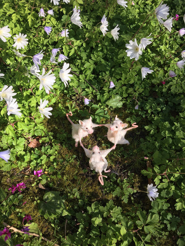 Dancing Mice Dancing Mice