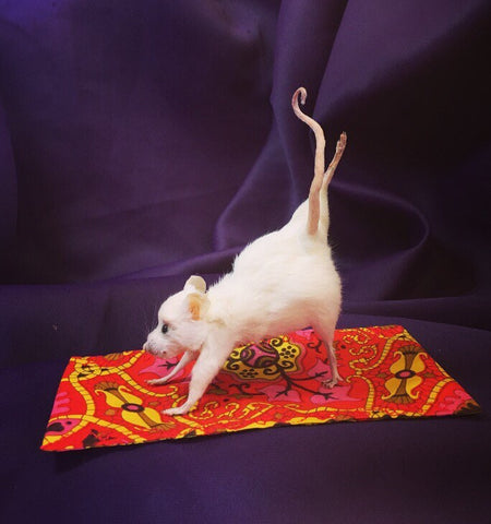 Yoga Mouse - Three Legged Dog Yoga Mouse - Three Legged Dog