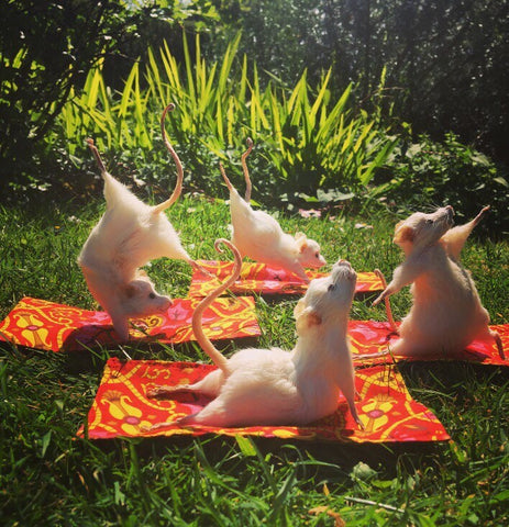 Yoga Mouse - Three Legged Dog Yoga Mouse - Three Legged Dog