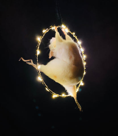 Circus Hoop Taxidermy Mouse. Circus Hoop Taxidermy Mouse.