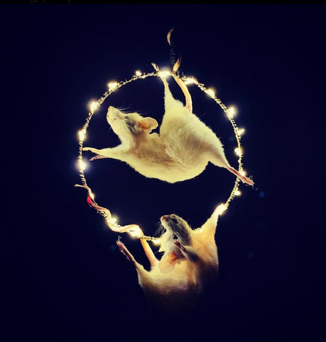 Circus Hoop Taxidermy Mice. Circus Hoop Taxidermy Mice.