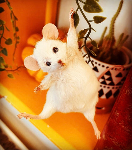 Hanging Mouse Hanging Mouse