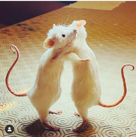 All you need is Love Mice. All you need is Love Mice.