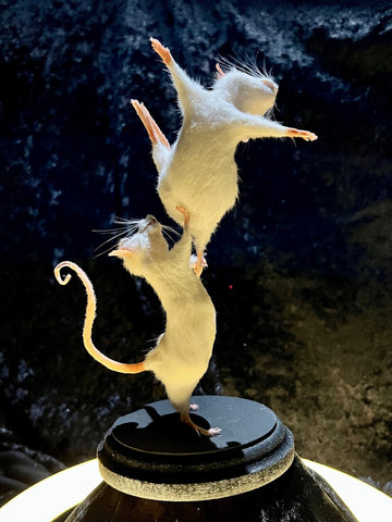 Pas De Deux 2 Pas De Deux 2