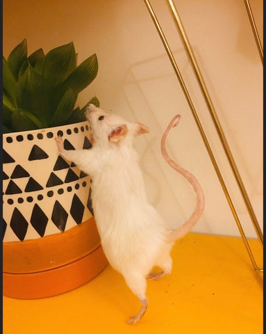 Curious Mouse Curious Mouse