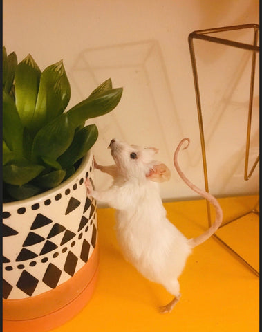 Curious Mouse Curious Mouse