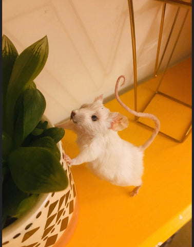 Curious Mouse Curious Mouse
