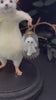 Pet Ghost Pet Ghost