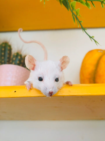 Peek-a-boo Mouse Peek-a-boo Mouse