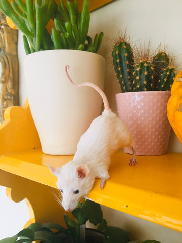 Peek-a-boo Mouse Peek-a-boo Mouse