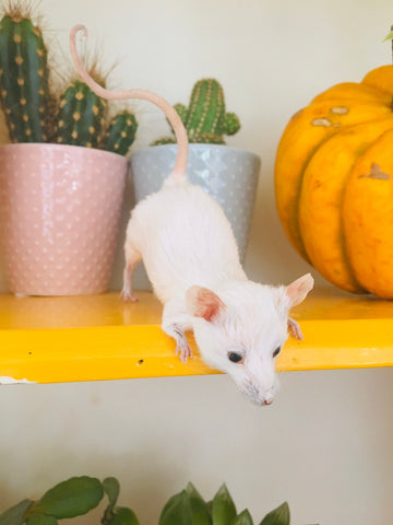 Peek-a-boo Mouse Peek-a-boo Mouse