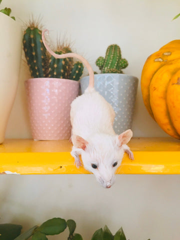 Peek-a-boo Mouse Peek-a-boo Mouse