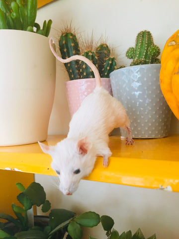 Peek-a-boo Mouse Peek-a-boo Mouse