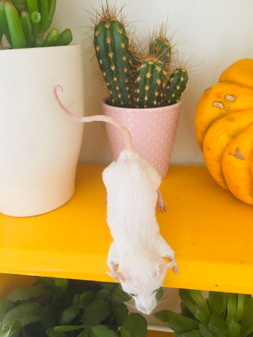 Peek-a-boo Mouse Peek-a-boo Mouse