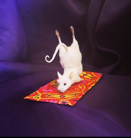 Yoga Mouse - Cobra Yoga Mouse - Cobra
