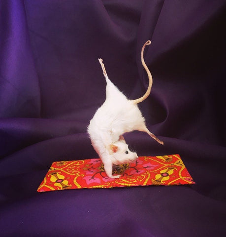 Yoga Mouse - Pincha Mayurasana Yoga Mouse - Pincha Mayurasana