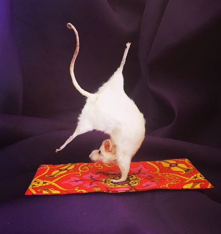 Yoga Mouse - Pincha Mayurasana Yoga Mouse - Pincha Mayurasana